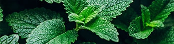 Menthol